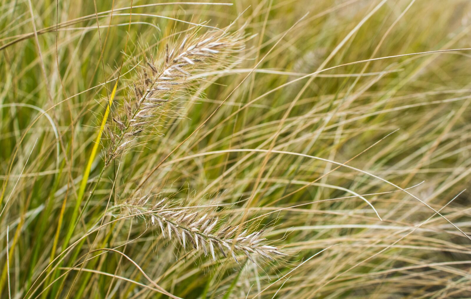 Canon EOS 2000D (EOS Rebel T7 / EOS Kiss X90 / EOS 1500D) sample photo. Reed, plant, grass photography