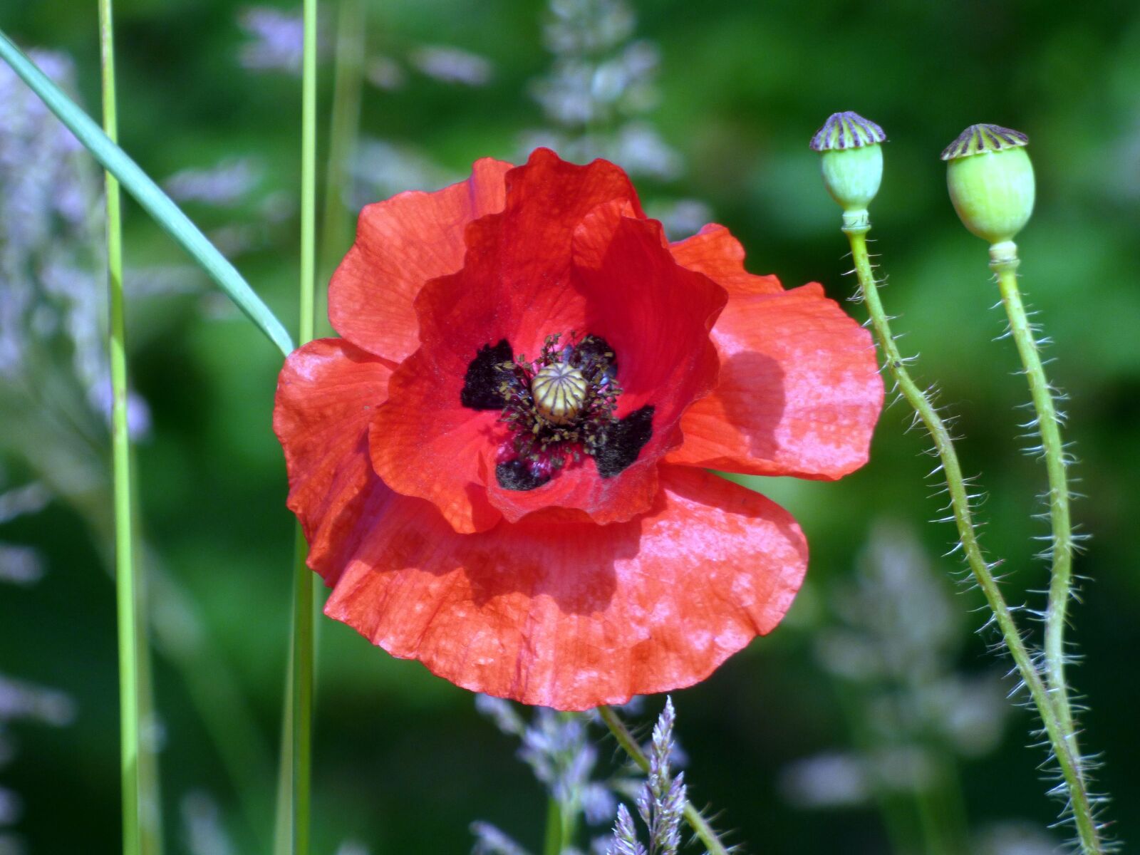 Panasonic DMC-FZ72 sample photo. Poppies, flowers, fields photography