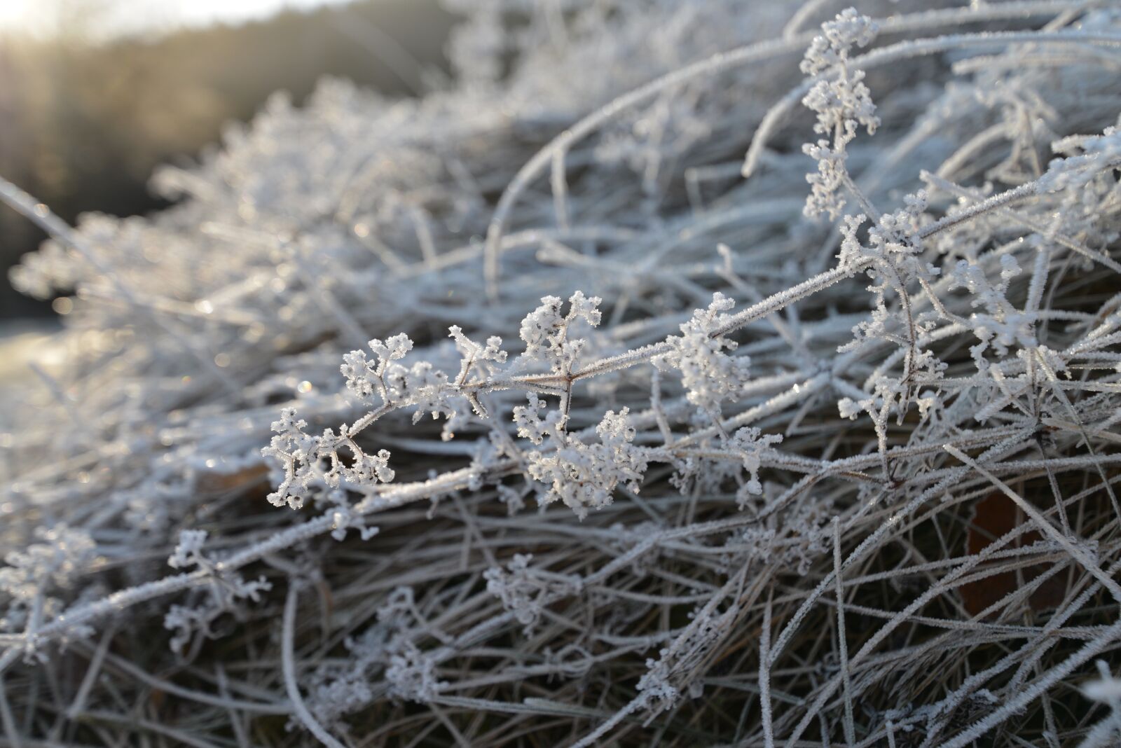 Nikon D800 sample photo. Snow flower, winter, snow photography