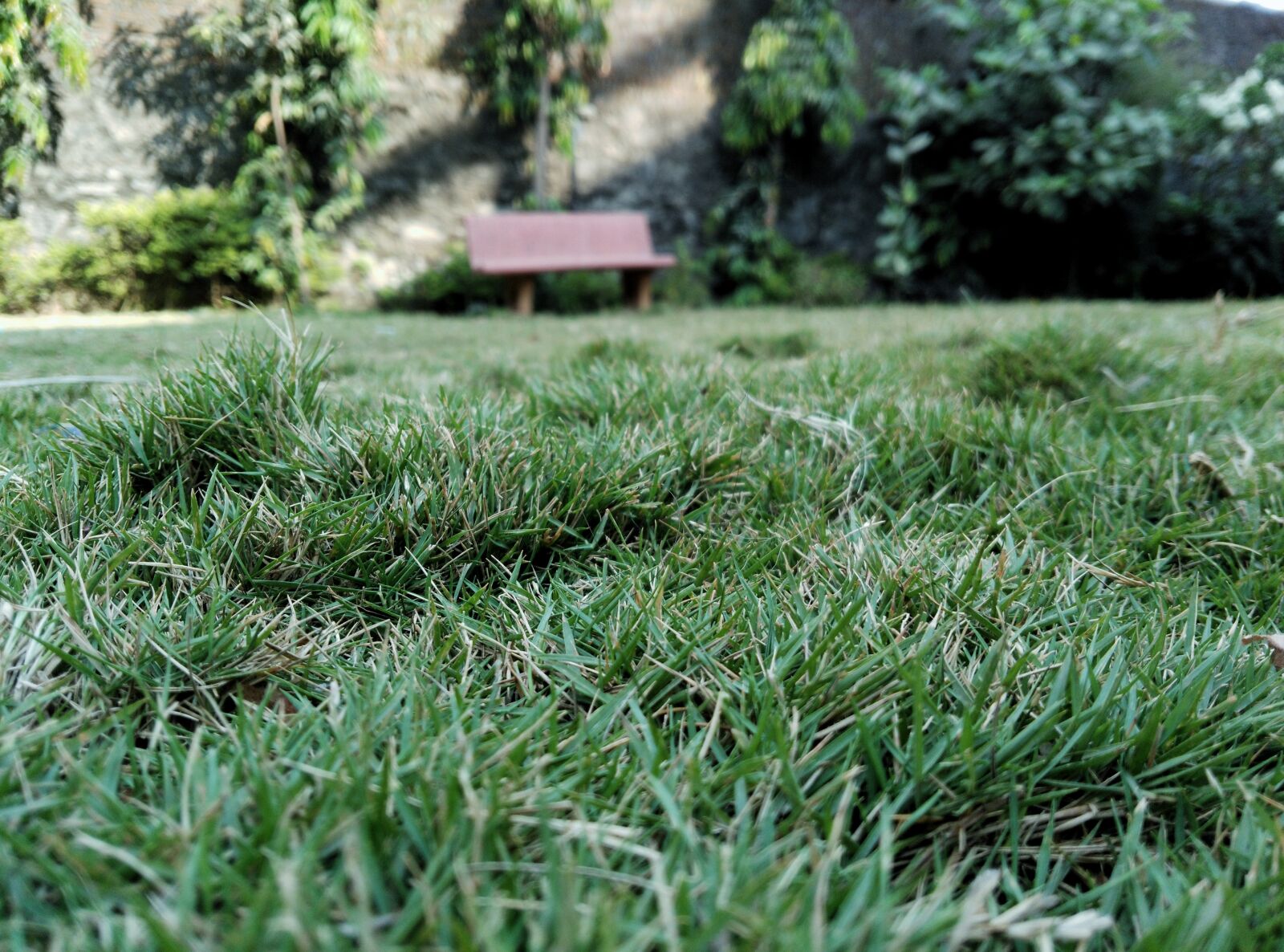 HUAWEI Che1-L04 sample photo. Close, up, of, grass photography