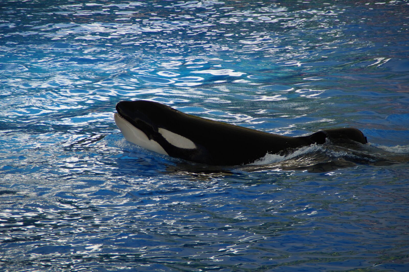 Sony SLT-A58 sample photo. Orca, wal, killer photography