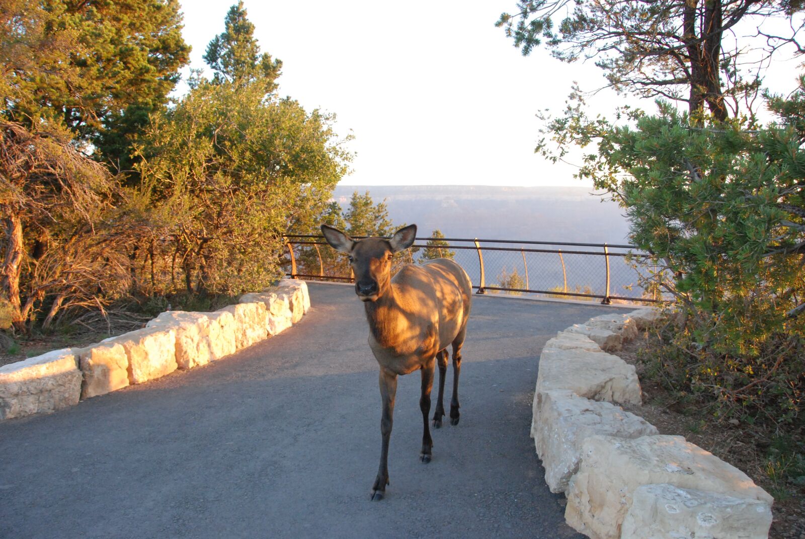Nikon D80 sample photo. Mule deer, national park photography