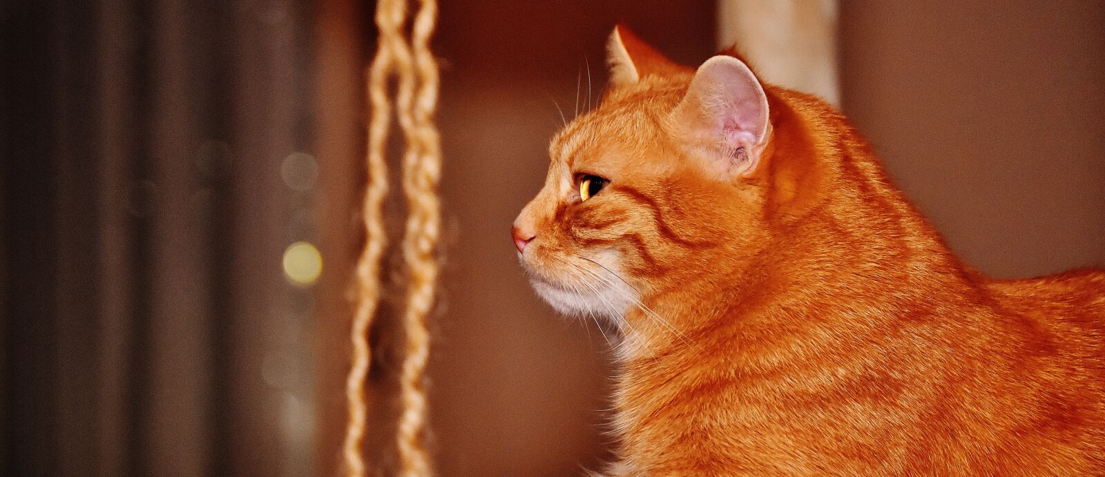 Nikon D7200 sample photo. Cat, red, funny photography