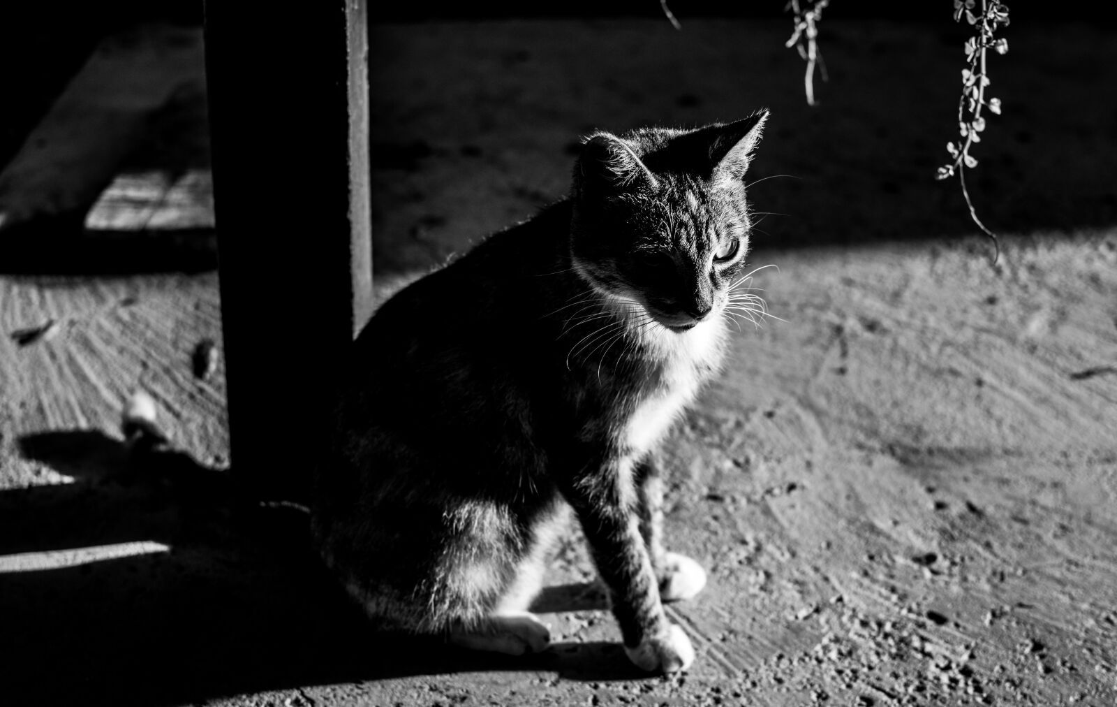 Nikon D5600 sample photo. Cat, animal, pet photography