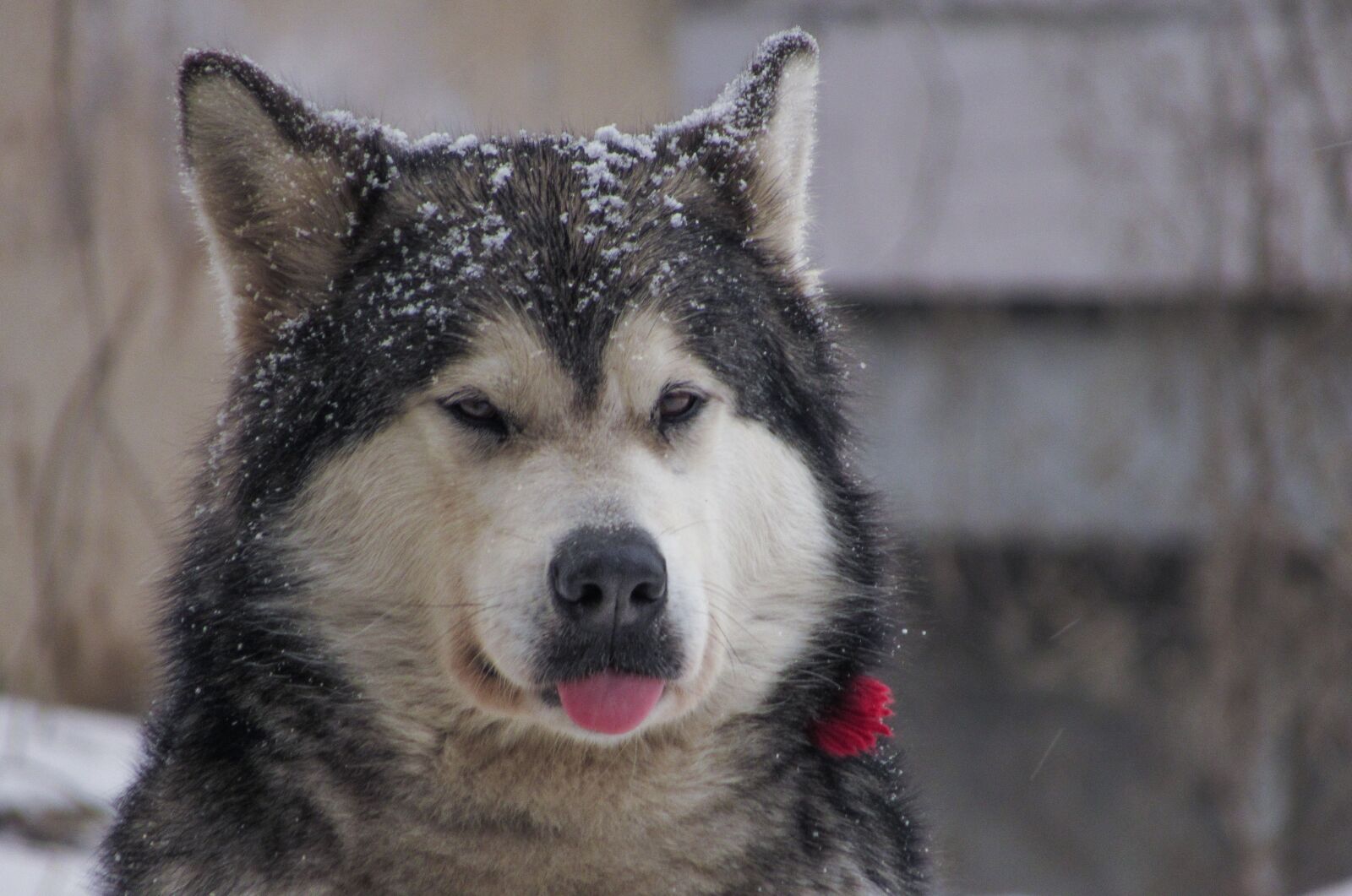 Canon PowerShot SX530 HS sample photo. Dog, snow, street photography