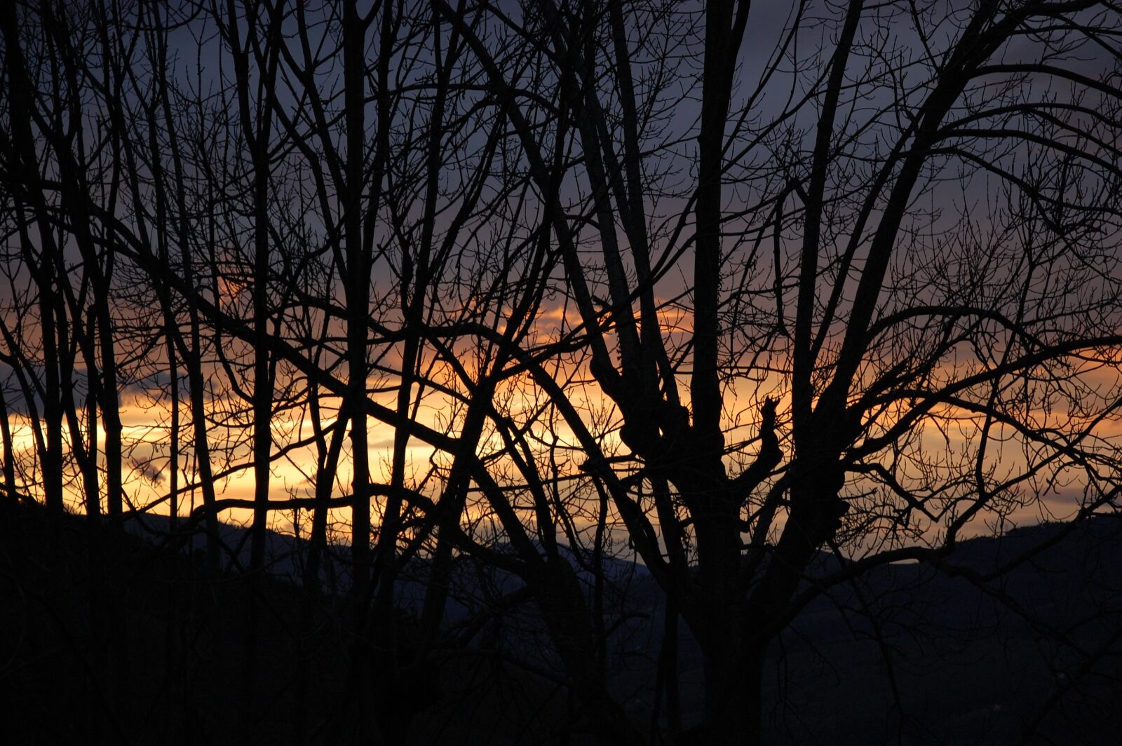 Nikon D40 sample photo. Trees, sunset, landscape photography