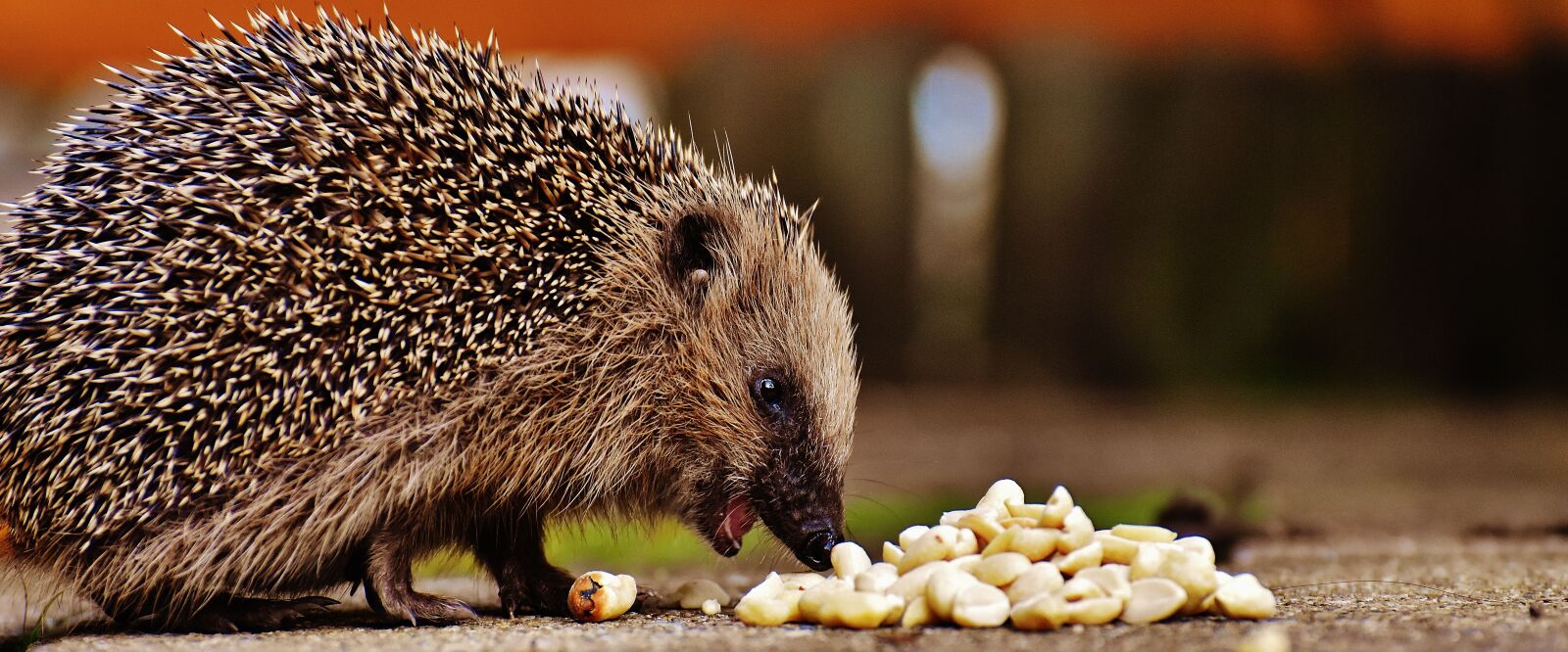 Nikon D7200 sample photo. Hedgehog child, young hedgehog photography