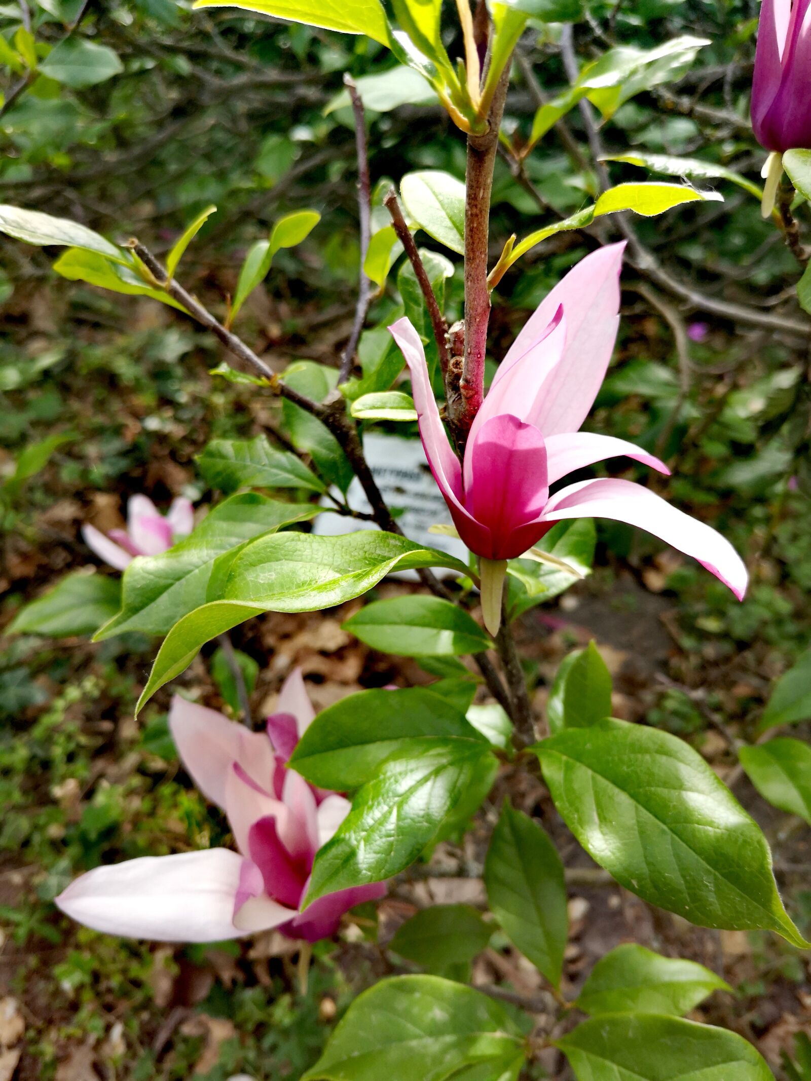 HUAWEI P20 sample photo. Flower, pink, nature photography