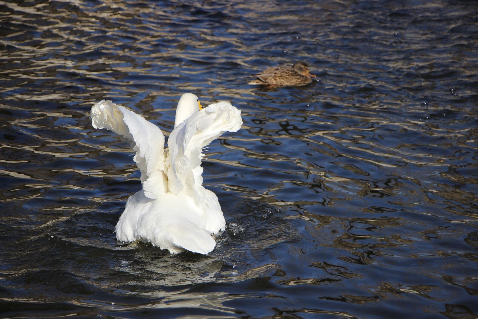 Canon EF-S 18-135mm F3.5-5.6 IS STM sample photo. Bird, water bird, swan photography