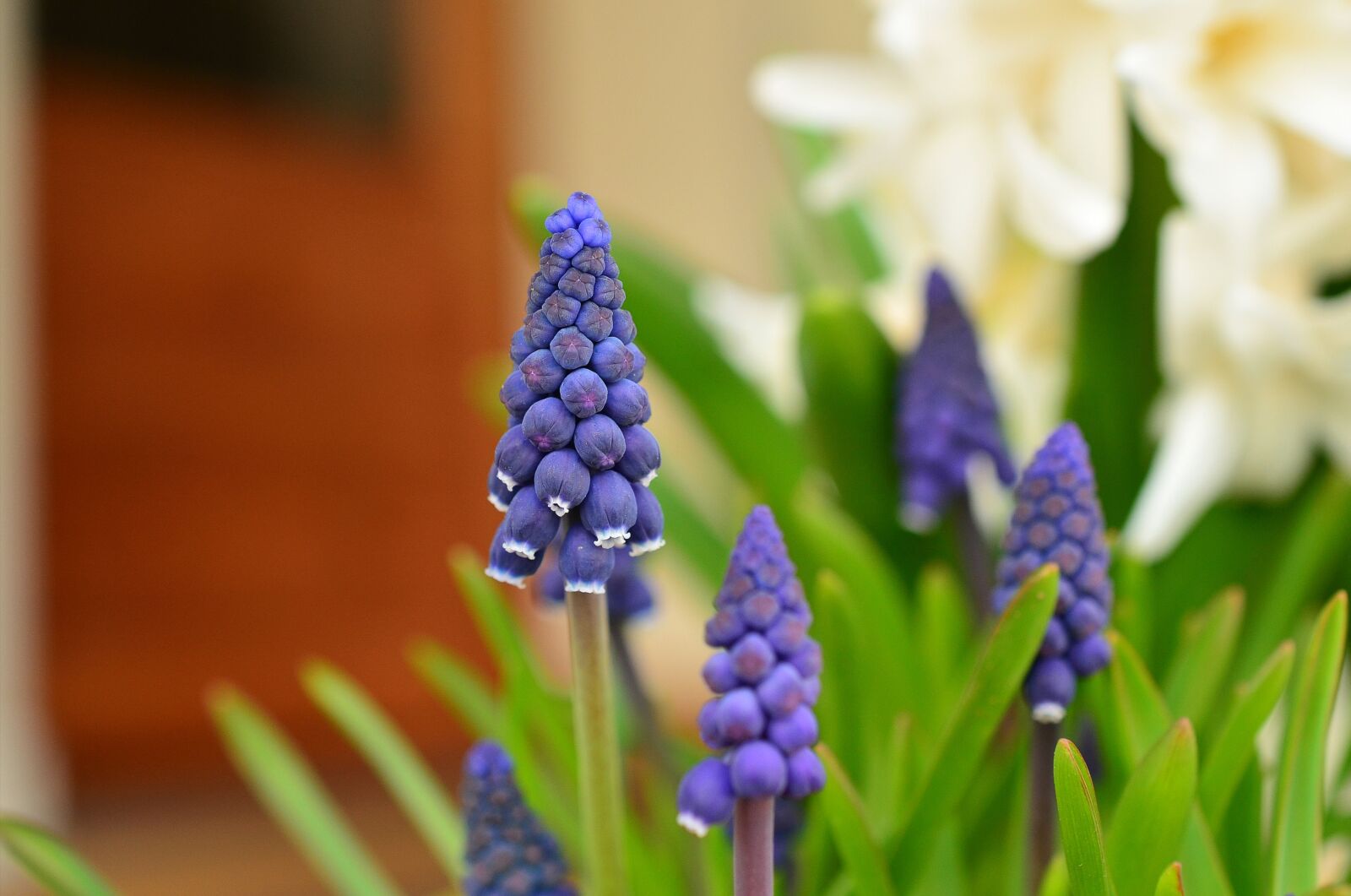 Nikon D5100 sample photo. Grape hyacinth, hyacinth, spring photography