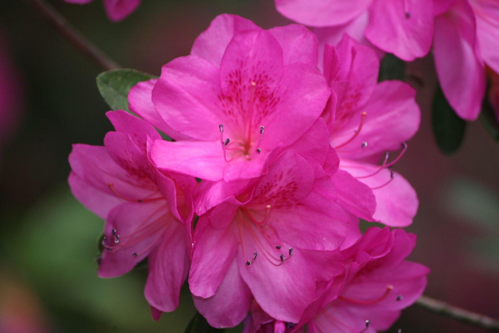 Canon EOS 20D sample photo. Azalea, pink, bush photography