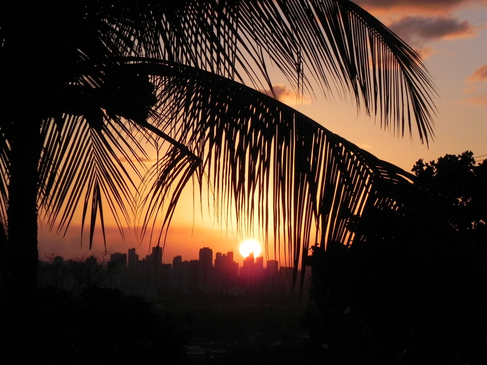 Nikon Coolpix P100 sample photo. Sunset, coconut tree, shadow photography