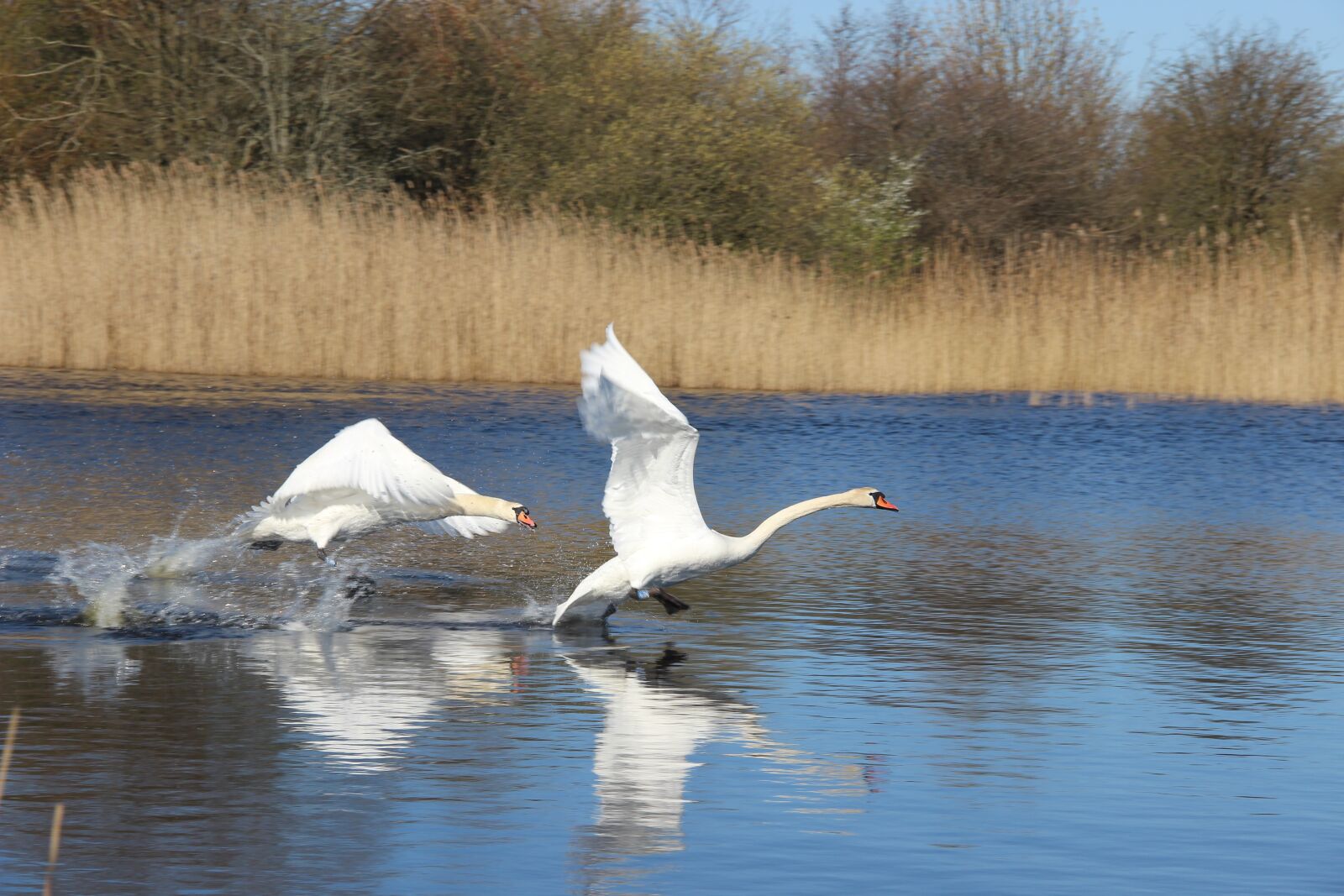Canon EOS 600D (Rebel EOS T3i / EOS Kiss X5) sample photo. Swan, hunting, lake photography