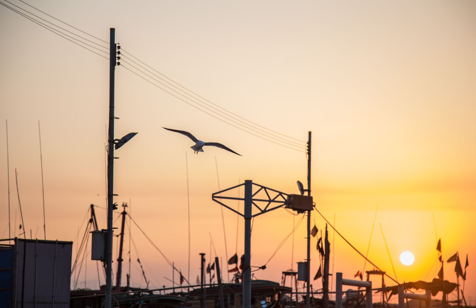 Canon EOS 6D + Canon EF 24-105mm F4L IS USM sample photo. Seagull, twilight, sunset photography