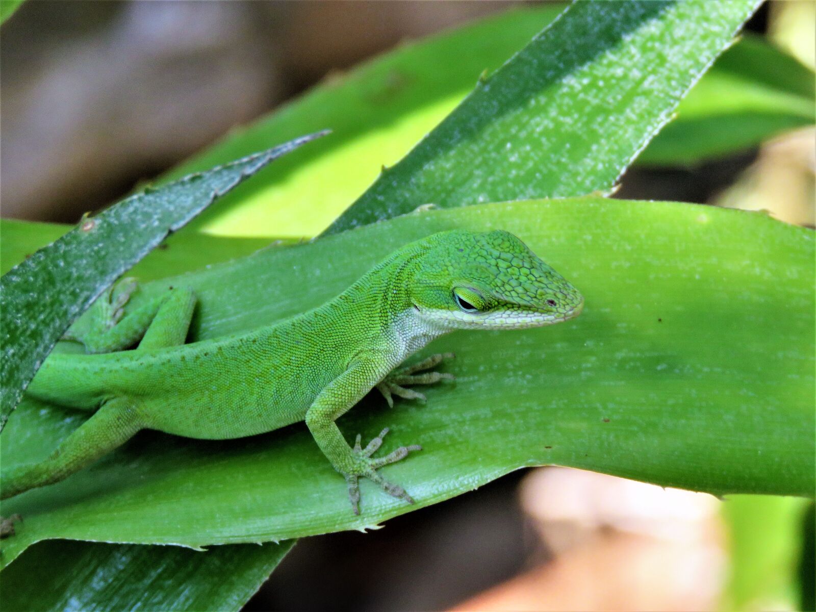 Canon PowerShot SX60 HS sample photo. Reptile, lizard, green and photography
