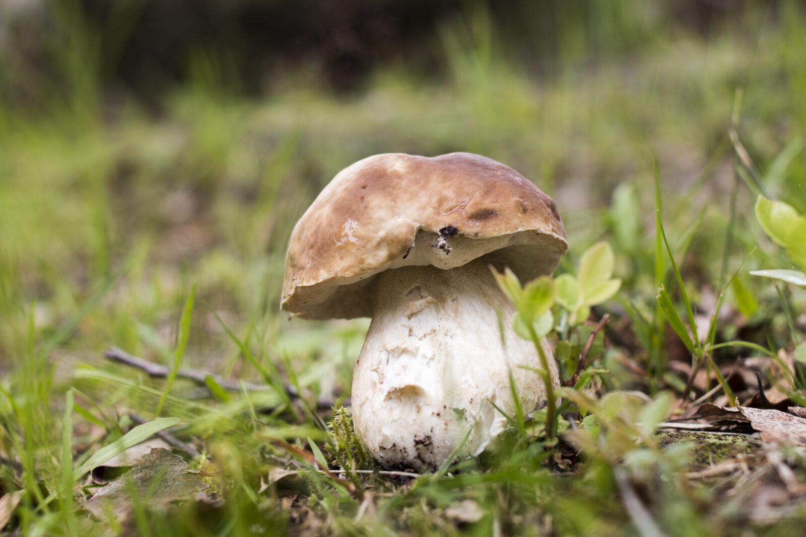 Canon EOS 70D + Canon EF 35mm F2 sample photo. Mushroom, autumn, nature photography