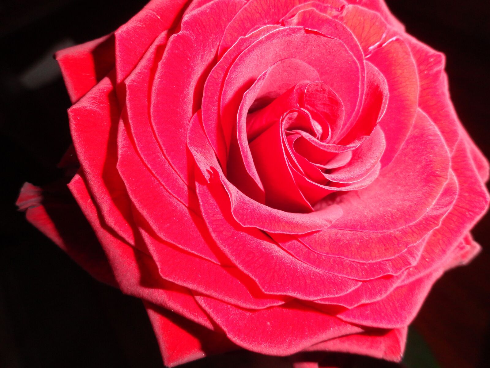 Sony Cyber-shot DSC-H70 sample photo. Rose, flower, rose petals photography