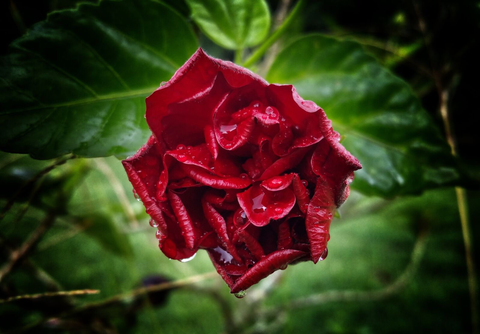 Samsung Galaxy Note4 sample photo. Flower, rose, red photography