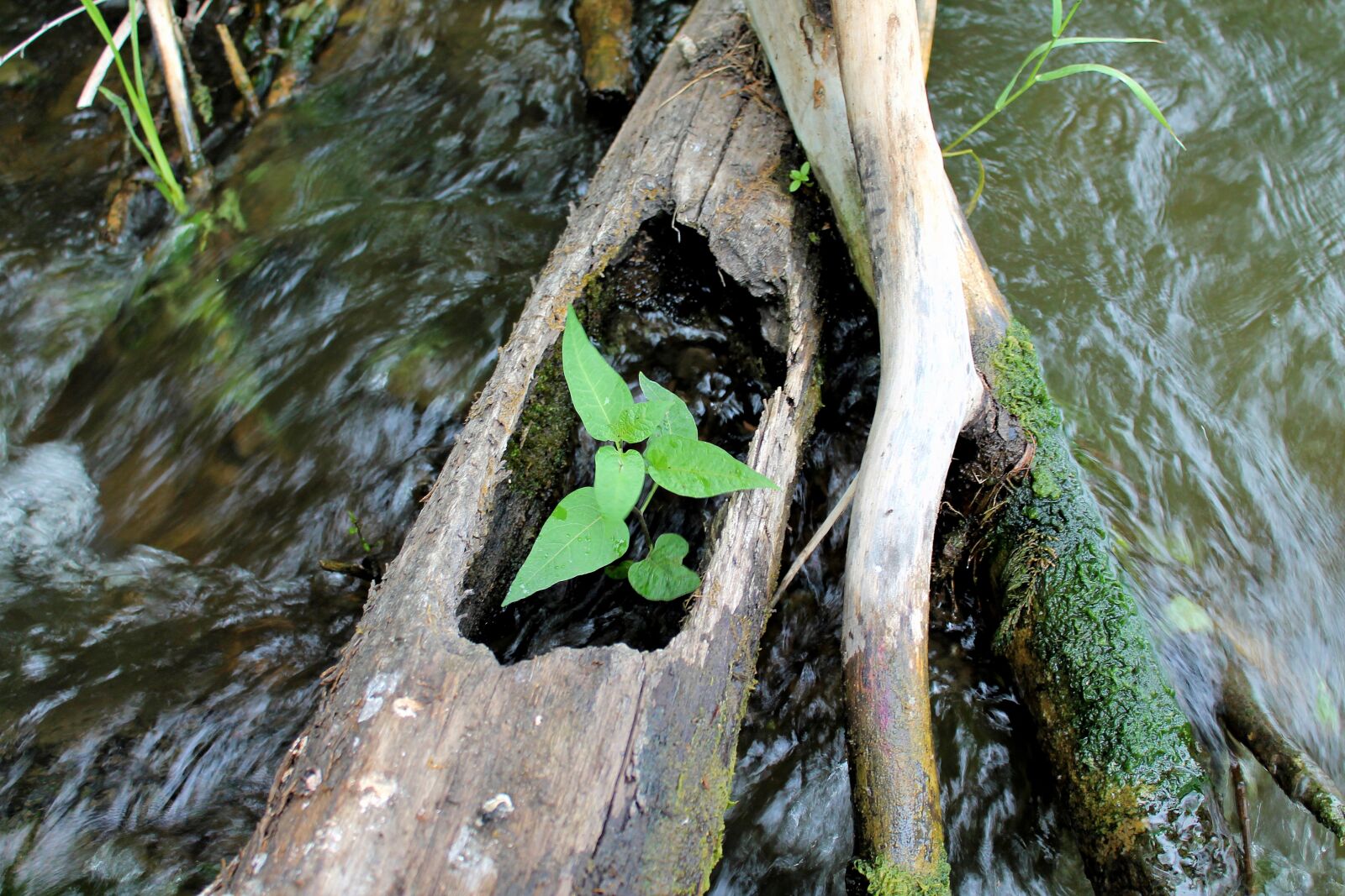 Canon EOS 1100D (EOS Rebel T3 / EOS Kiss X50) sample photo. Summer, river, nature photography