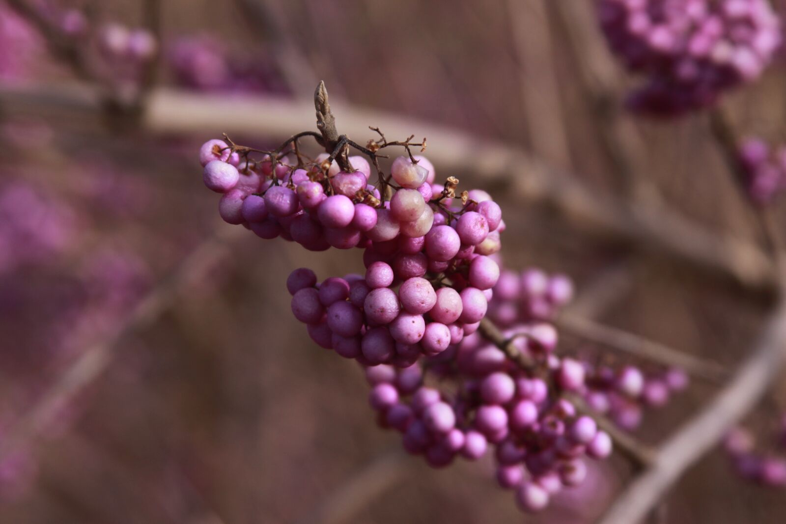 Canon EOS 50D sample photo. Plant, bud, flower photography