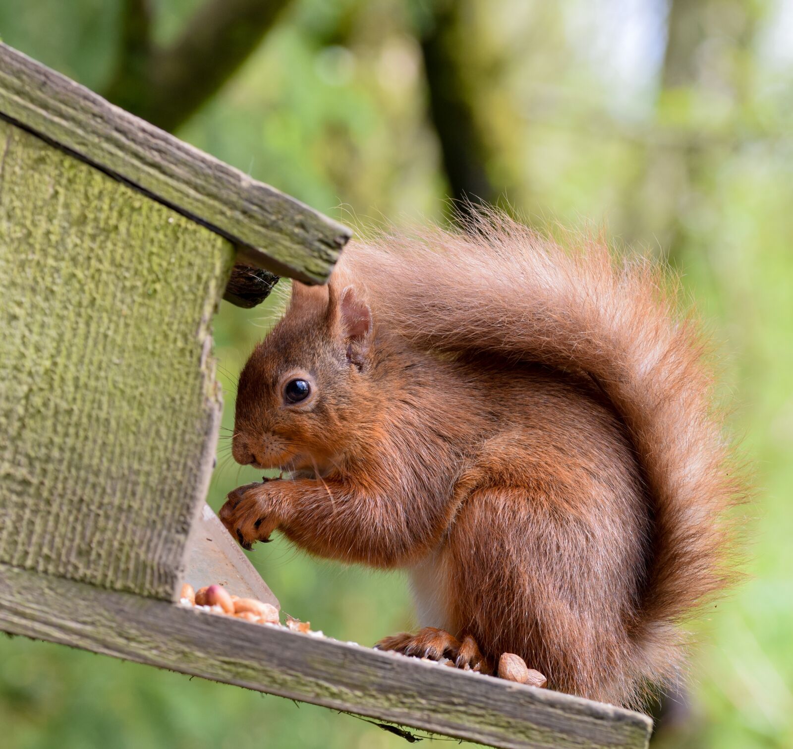Nikon D3300 sample photo. Squirrel, squirrels, wildlife photography