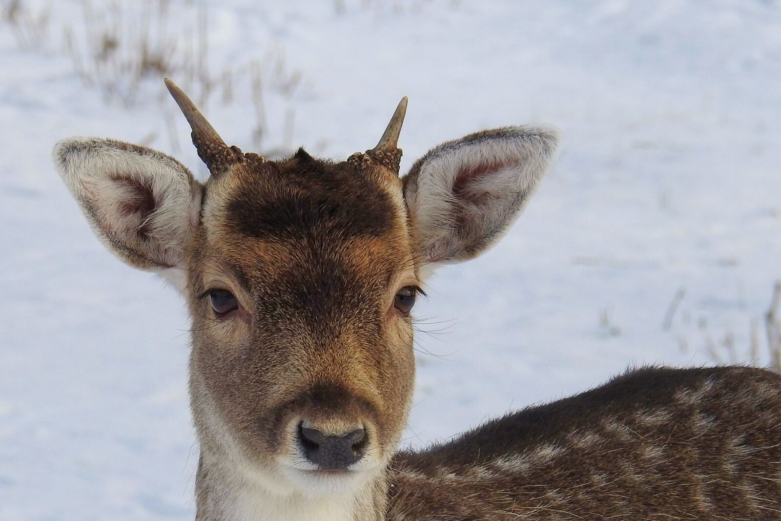 Nikon Coolpix P900 sample photo. Roe deer, young-stag, fallow photography