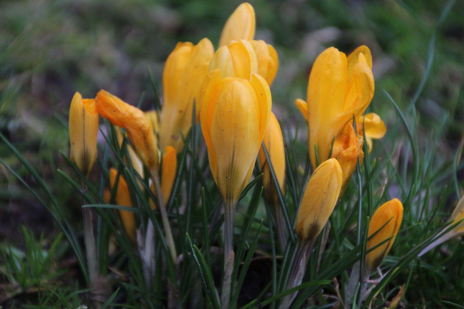 Canon EOS 700D (EOS Rebel T5i / EOS Kiss X7i) sample photo. Flowers, yellow, nature photography