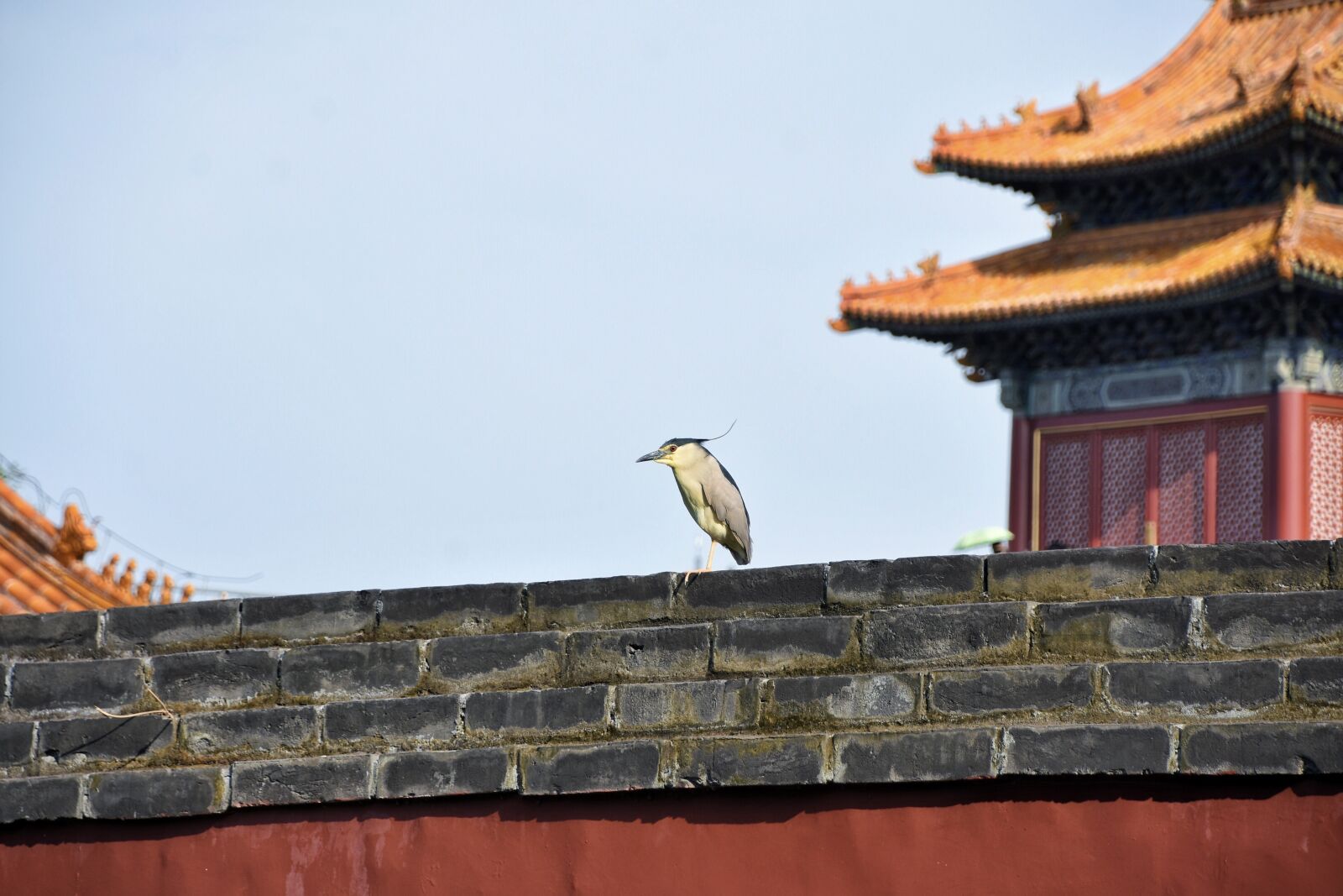 Nikon D7200 sample photo. Wall, bird, background photography