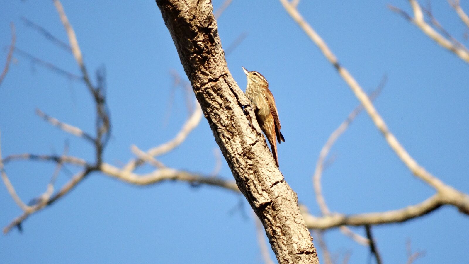 Sony Cyber-shot DSC-HX300 sample photo. Birds, birdie, virado beak photography