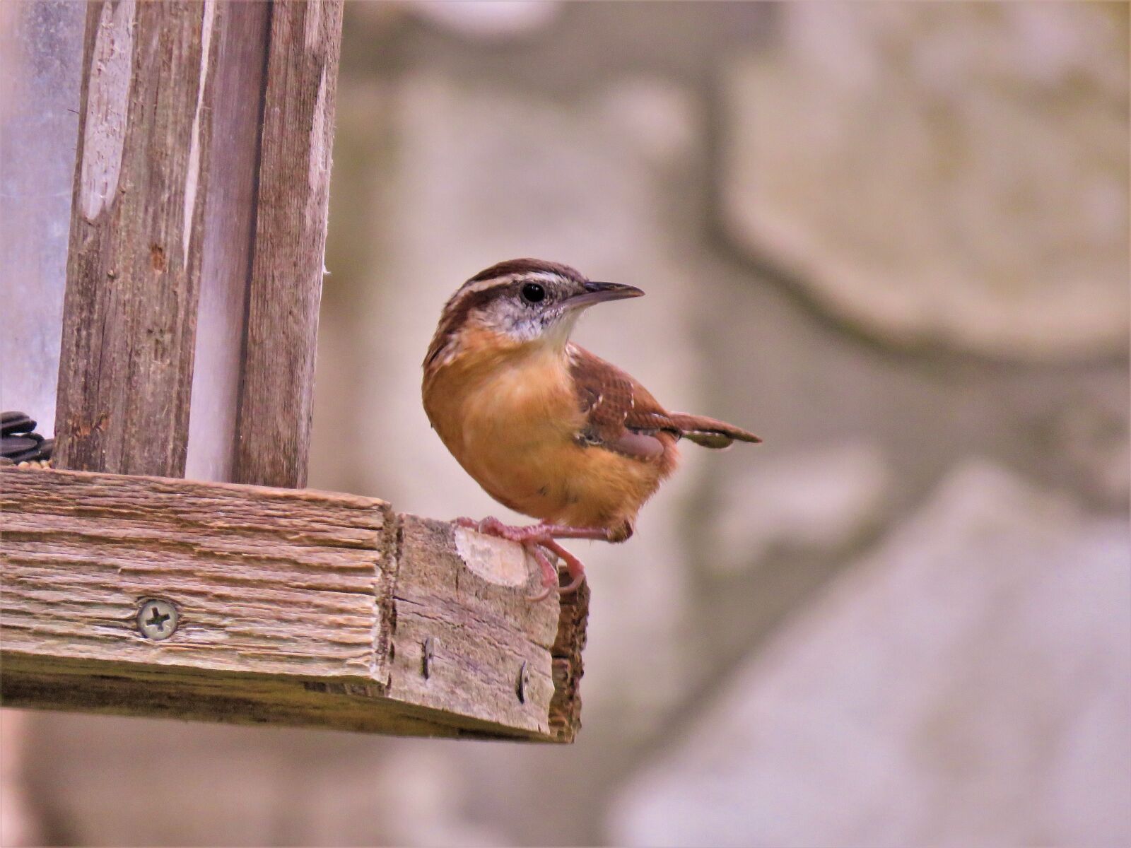 Canon PowerShot SX60 HS sample photo. Bird, cute, brown and photography