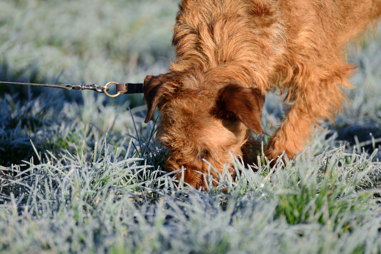 Nikon D610 sample photo. Dog, dog snout, search photography