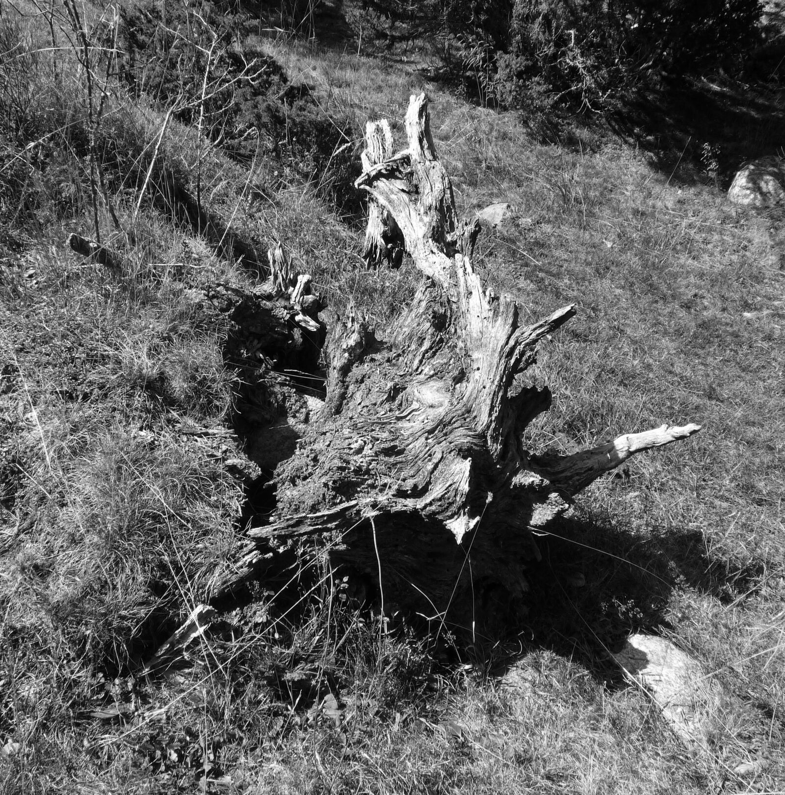 Panasonic Lumix DMC-FZ35 (Lumix DMC-FZ38) sample photo. Strain, wood, trunk photography