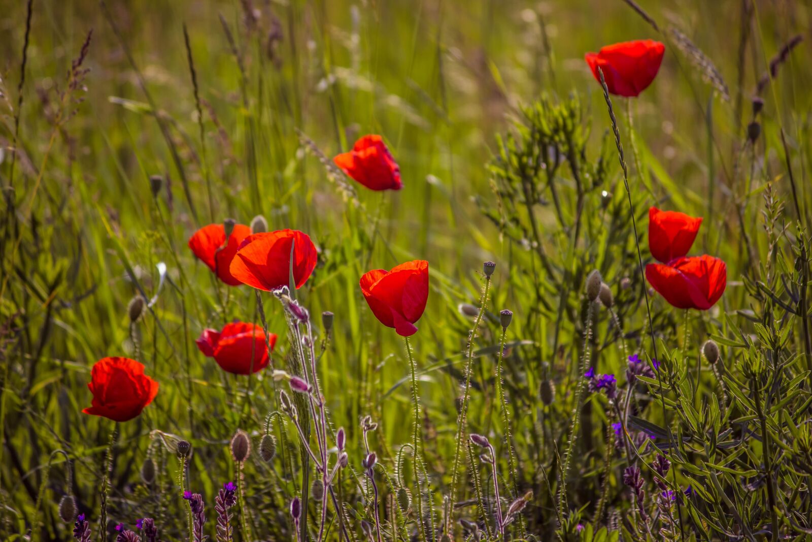 Canon EOS 600D (Rebel EOS T3i / EOS Kiss X5) sample photo. Poppy, spring, nature photography