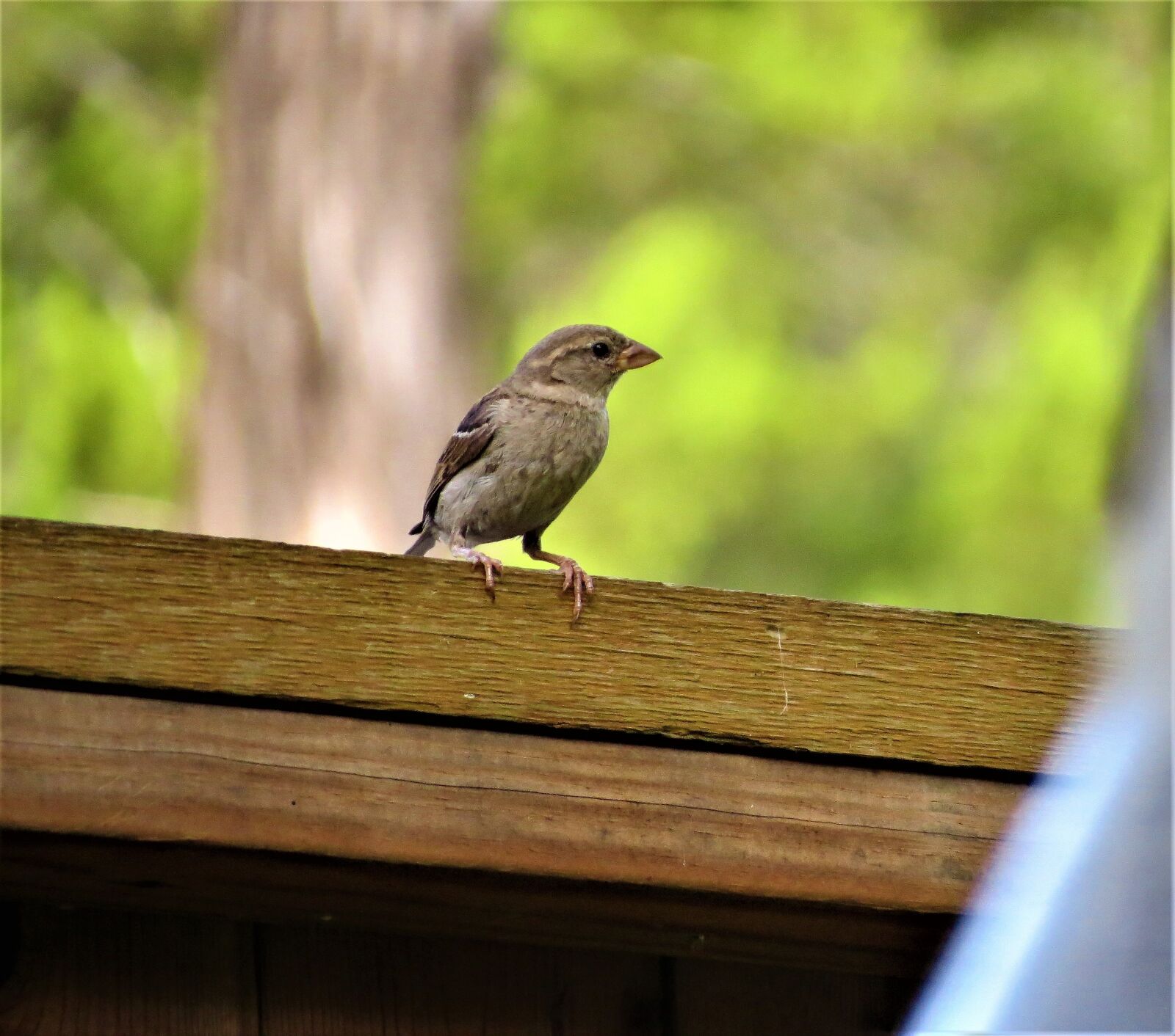 Canon PowerShot SX50 HS sample photo. Bird, tiny, cute photography
