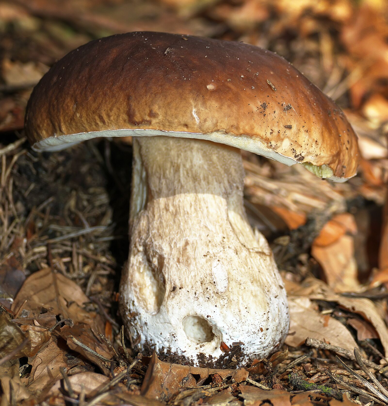 Panasonic Lumix DMC-FZ1000 sample photo. Mushroom, cep, edible photography