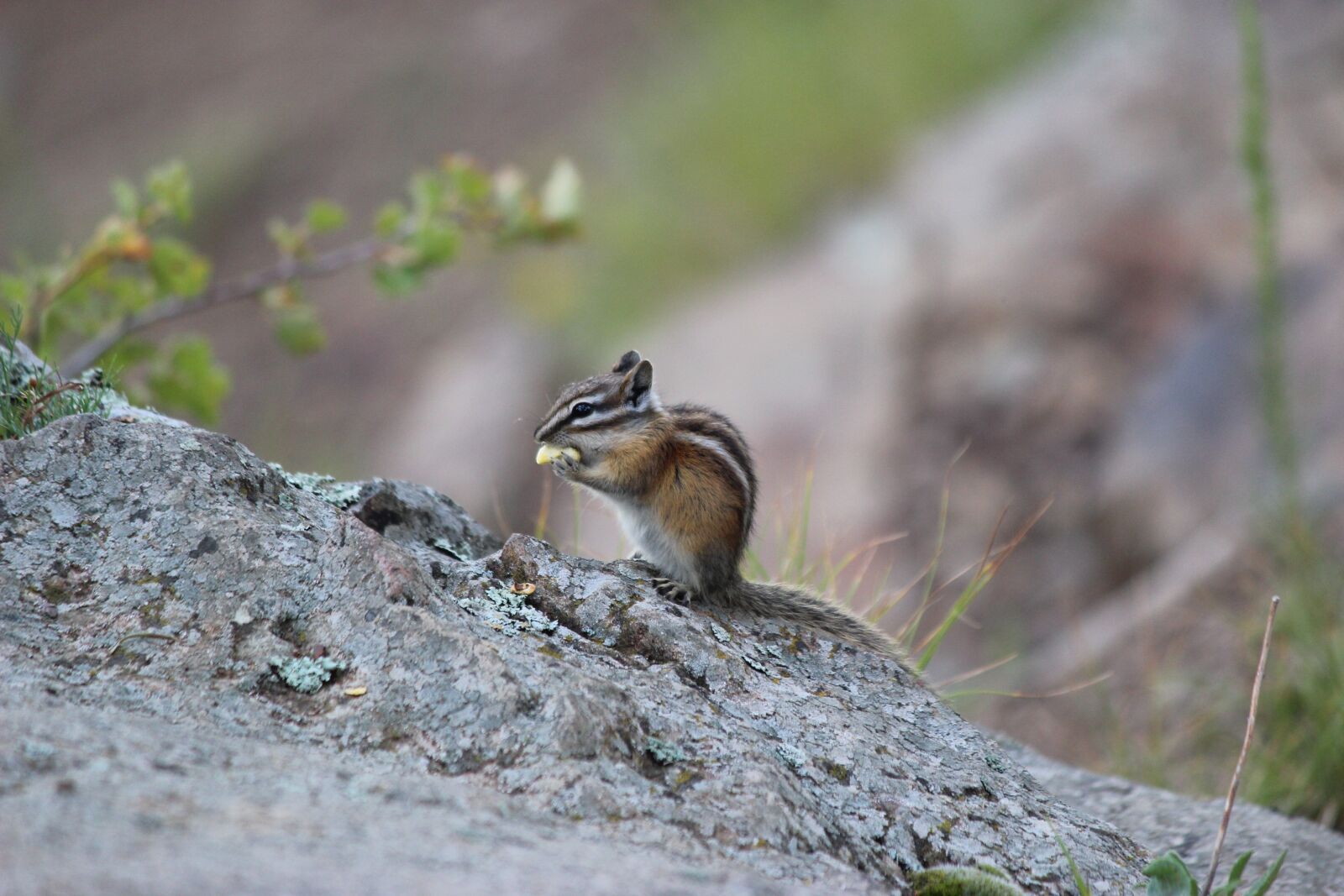 Canon EF-S 55-250mm F4-5.6 IS II sample photo. Chipmunk, nature, animal photography