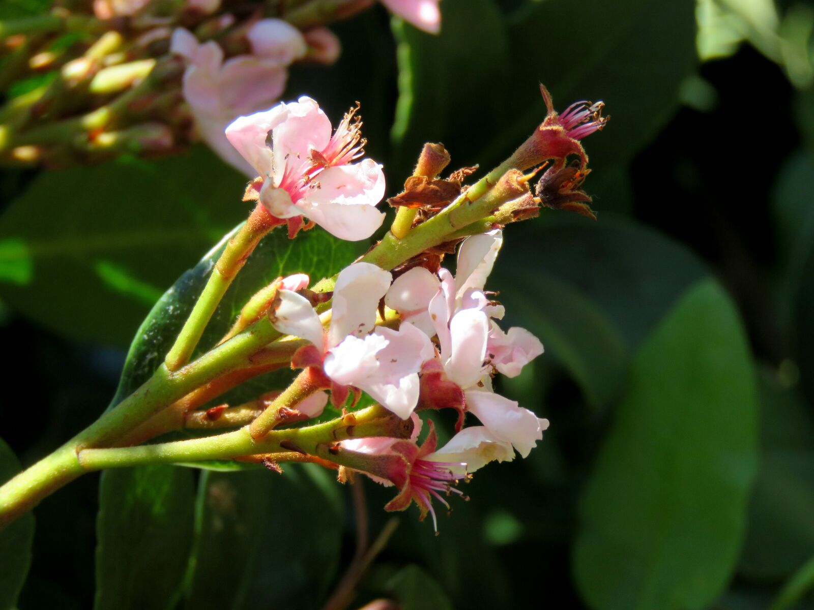 Canon PowerShot SX60 HS sample photo. Flowers, flora, pink flower photography