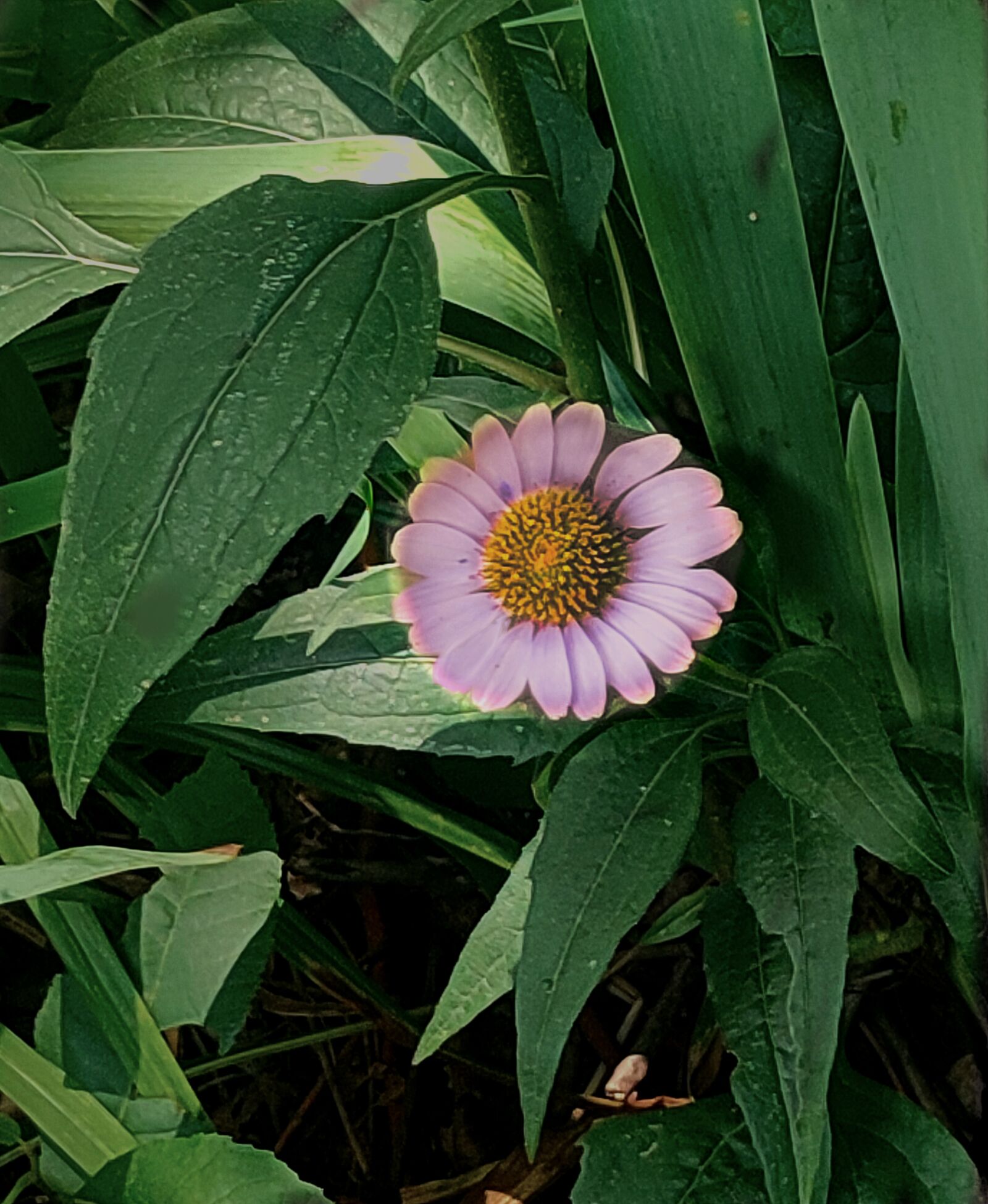 Realme XT sample photo