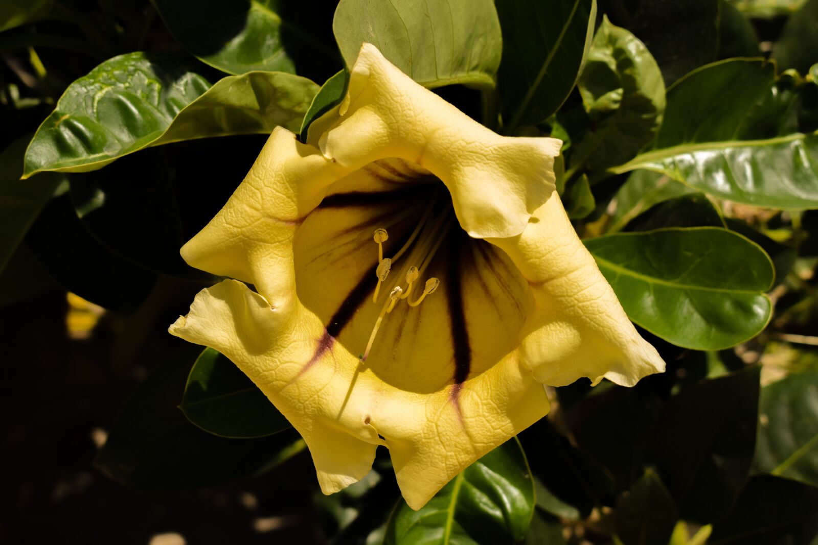 Nikon D3300 sample photo. Flower, yellow, tree photography