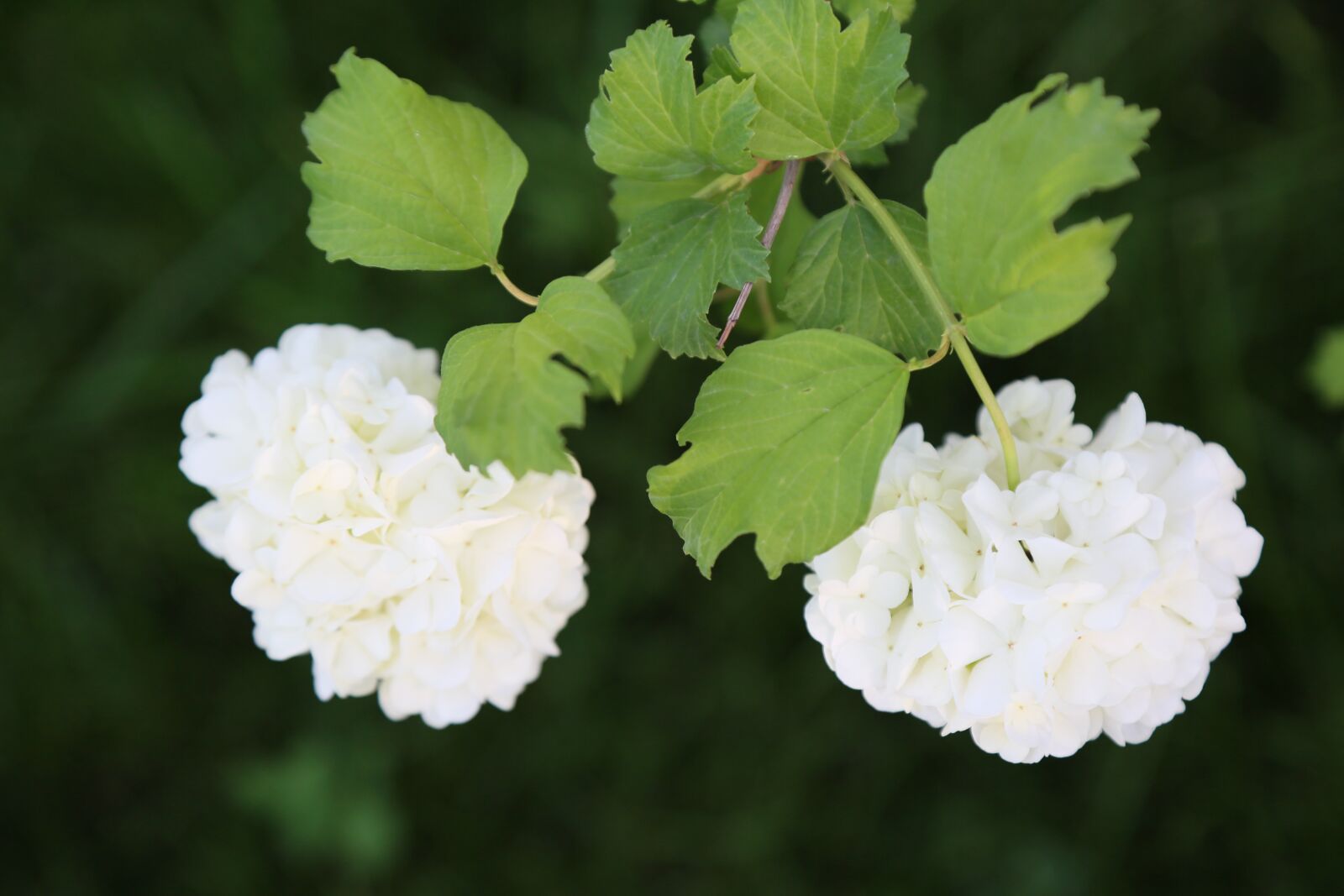 Canon EF 24-105mm F4L IS USM sample photo. Nature, flower, plant photography