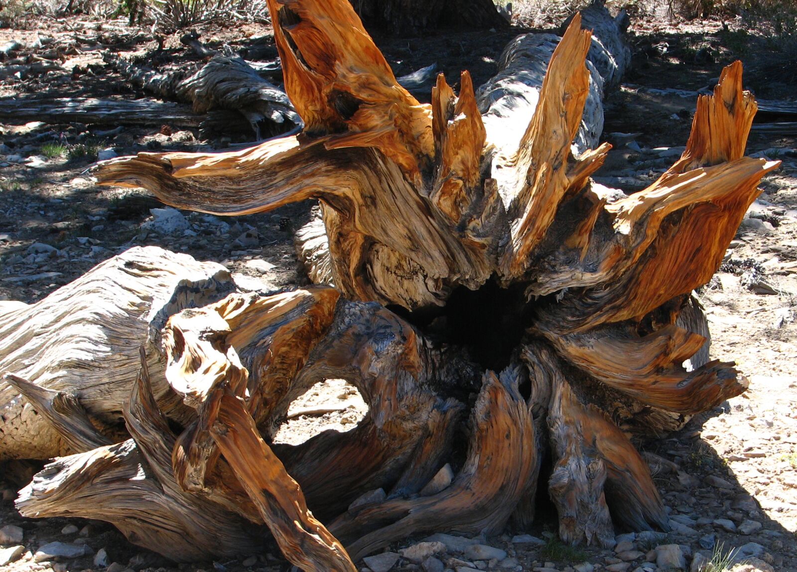 Canon POWERSHOT S3 IS sample photo. Bristlecone pine, root, tree photography