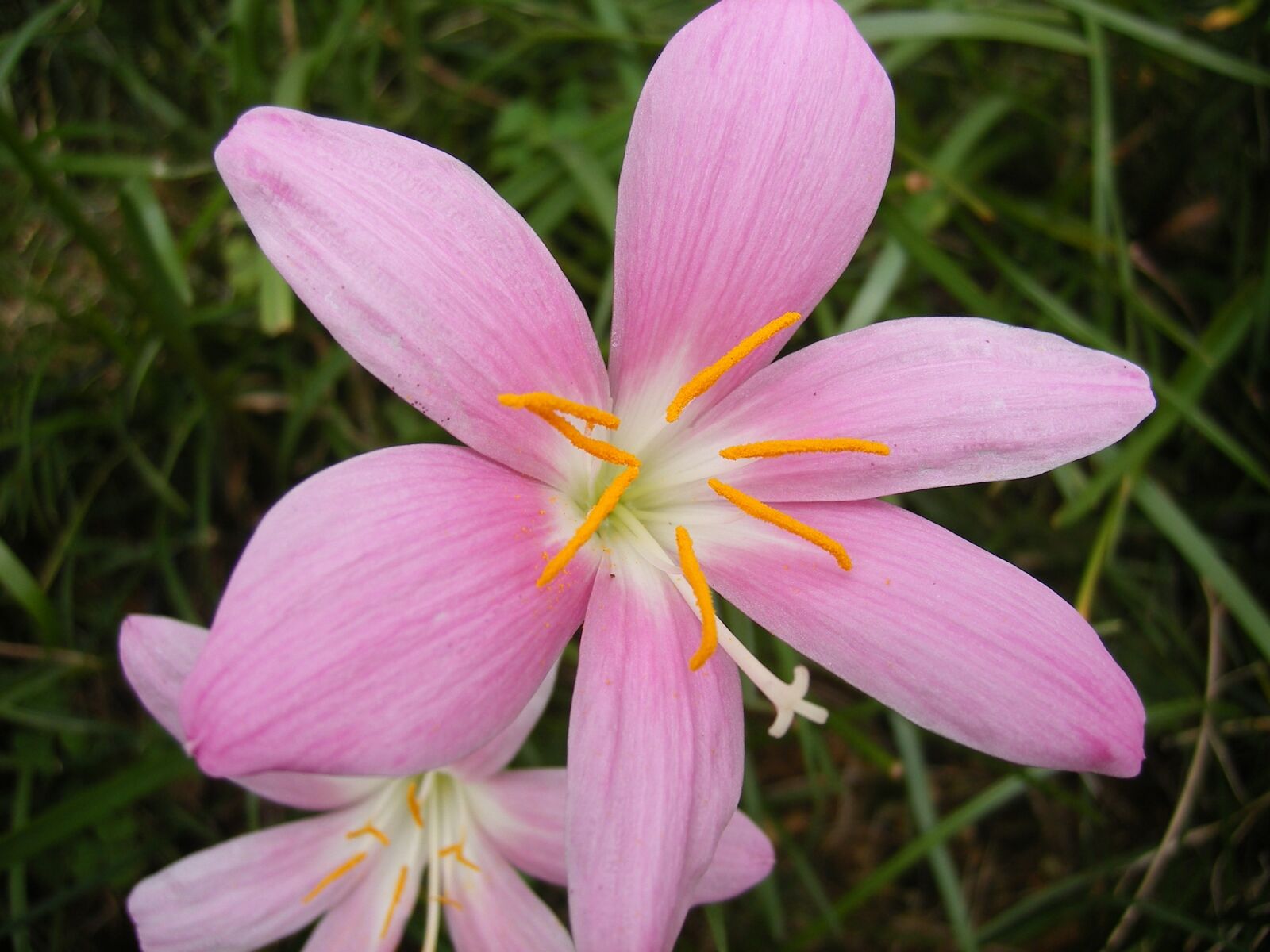 Fujifilm FinePix F460 sample photo. Lily, pink, gardening photography