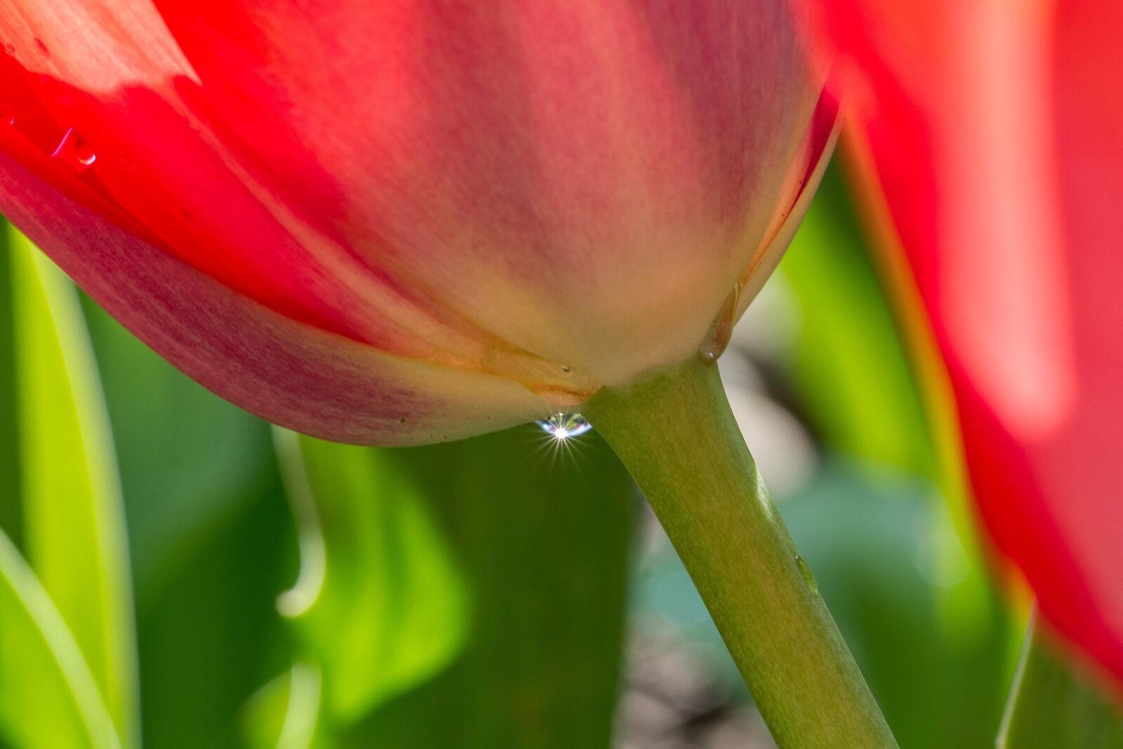 Nikon D750 sample photo. Tulip, flower, blossom photography