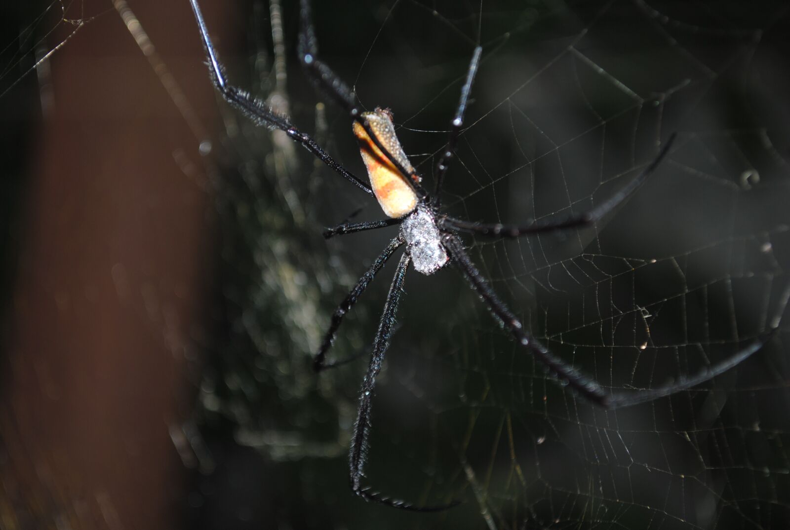 Nikon D3000 sample photo. Spider, spider insect, spiderweb photography