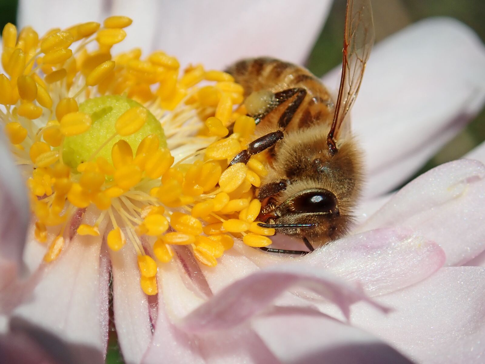 Olympus TG-5 sample photo. Bee, insect, pollen photography