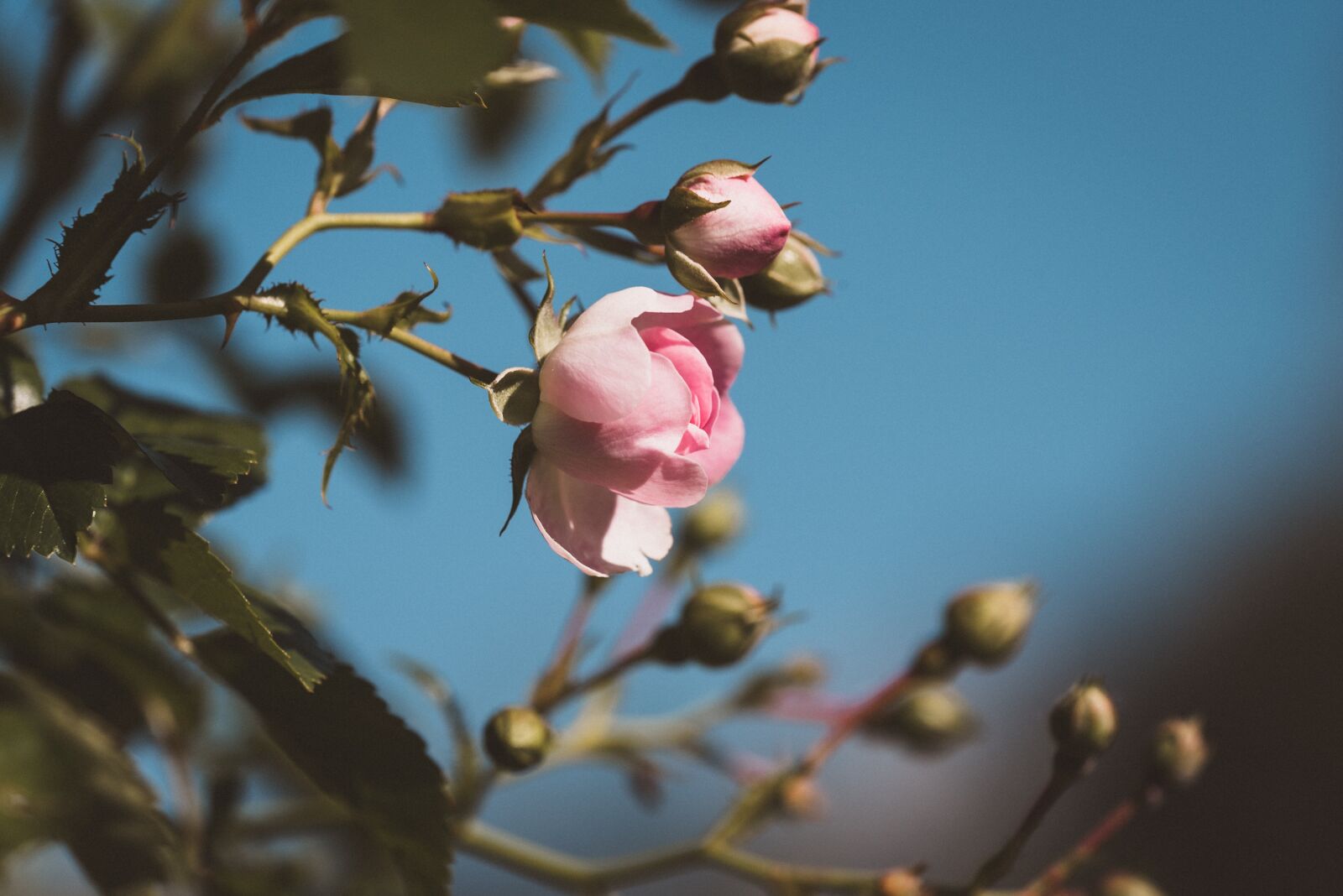 Nikon D750 sample photo. Rose, pink, blossom photography