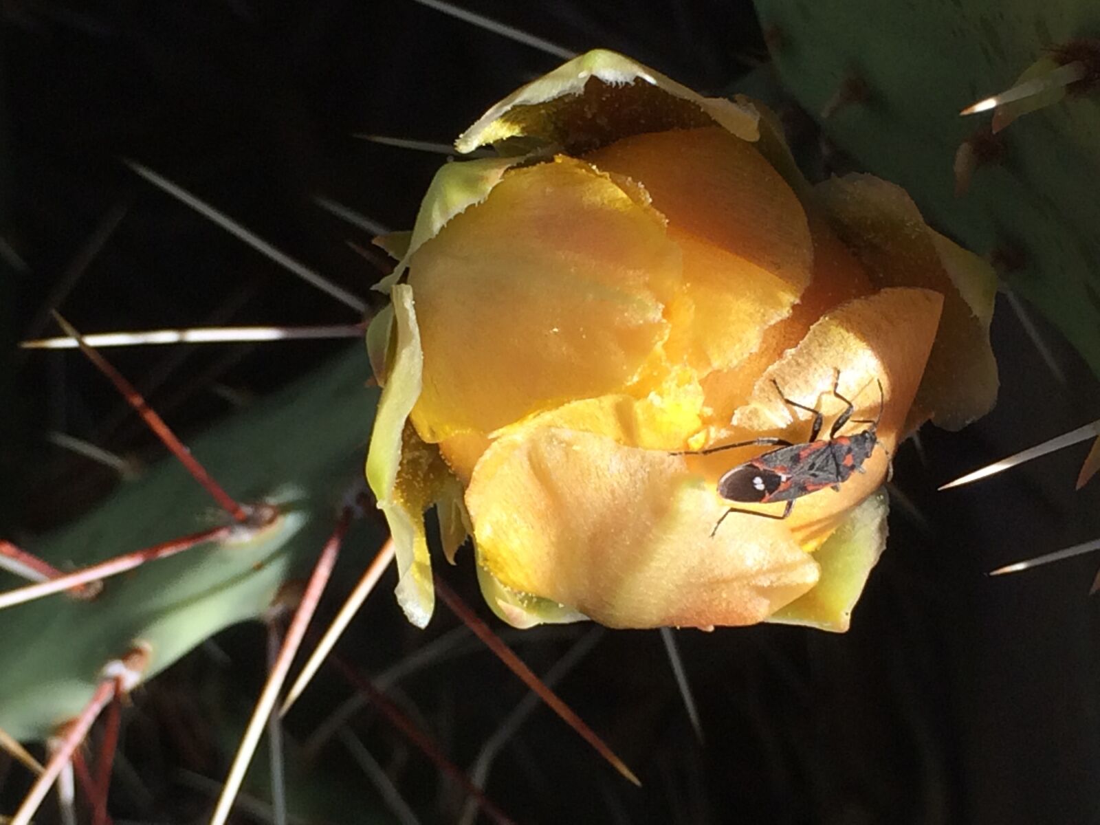 Apple iPhone 5s sample photo. Bug, cactus, flower, prickly photography