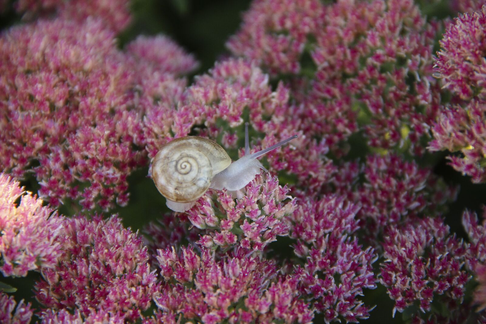 Canon EOS 650D (EOS Rebel T4i / EOS Kiss X6i) sample photo. Helix pomatia, snail, garden photography