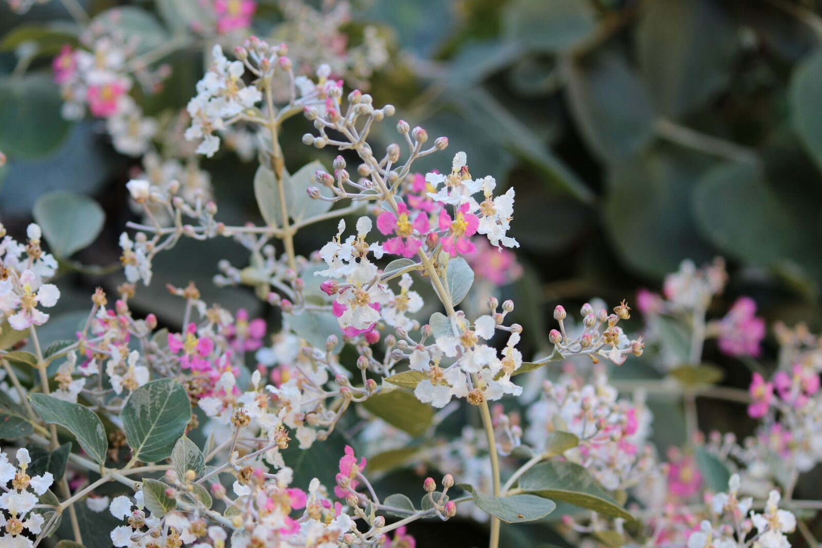 Canon EOS 700D (EOS Rebel T5i / EOS Kiss X7i) sample photo. Plant, flower, nature photography
