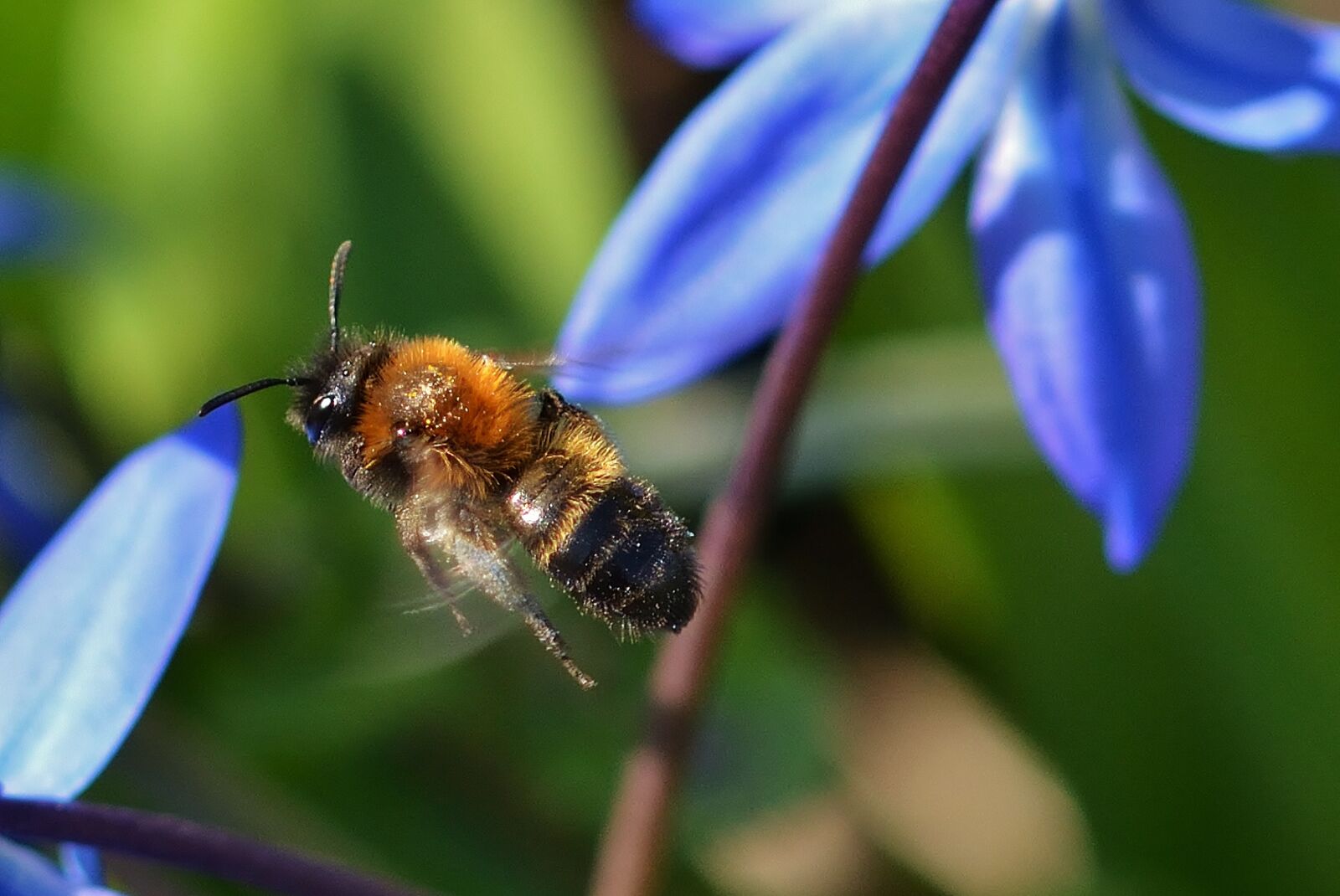 Nikon D5200 sample photo. Garden, scilla, bee photography